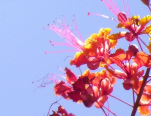 SANYO DIGITAL CAMERA