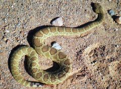 SANYO DIGITAL CAMERA