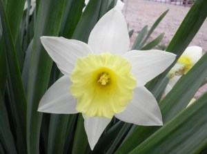 narcissus