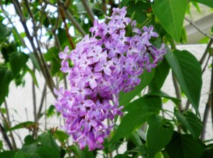 Lilacs