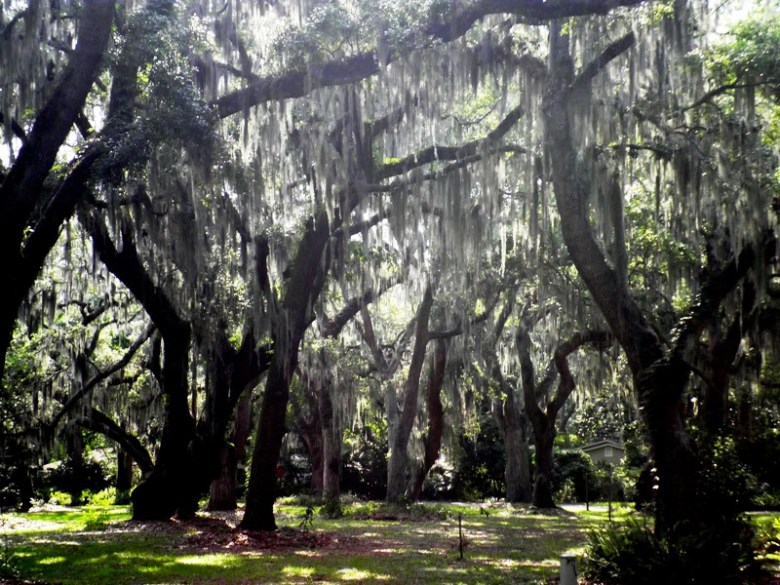 Live Oaks with Spanish Moss