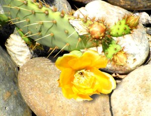 Cactus flower