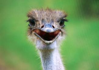 Ostrich