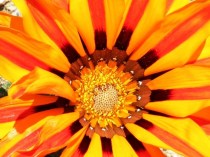 gazania