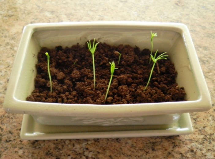 Bonsai Seedlings