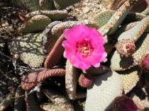Cactus flower