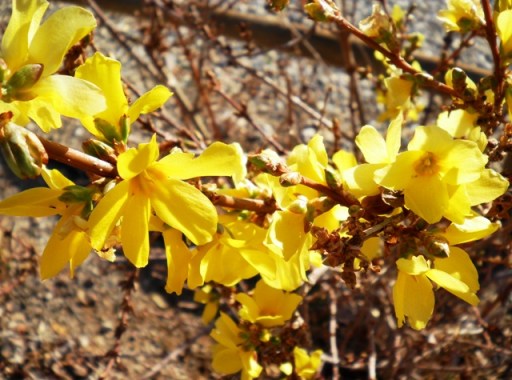 forsythia