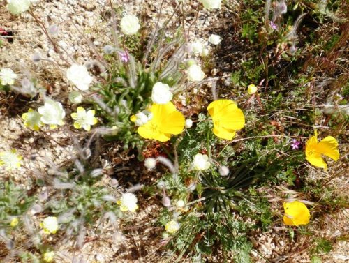 poppies and cream cups