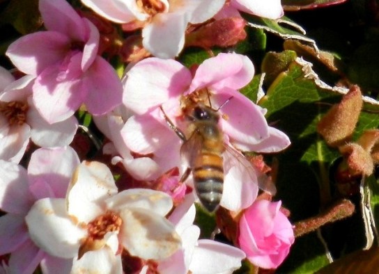 Bee