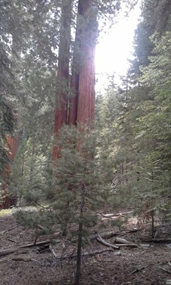 redwood