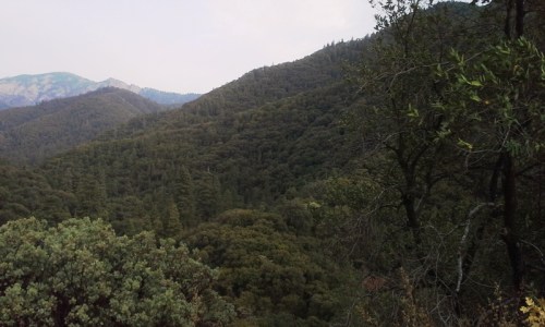 sequoia national forest