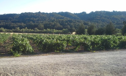 vineyard