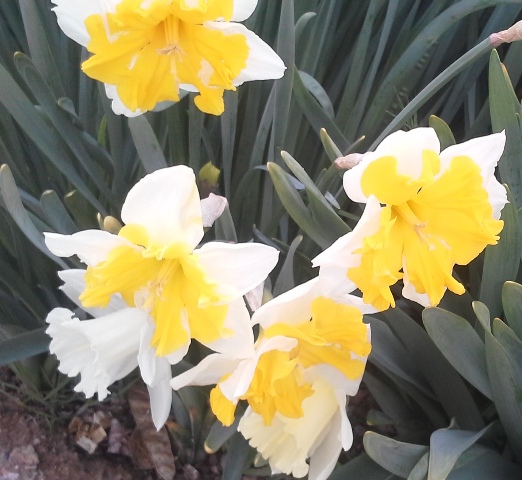 daffodils