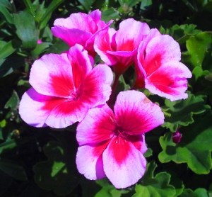 geraniums