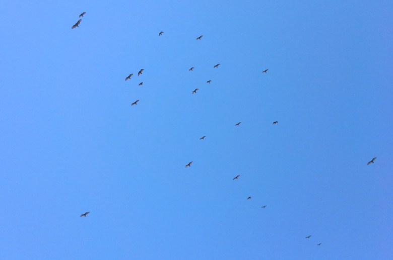 Turkey vulture migration
