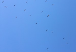 Turkey vulture migration